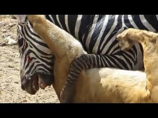 zebra attack and kill lion- lion severely injured on zebra attack