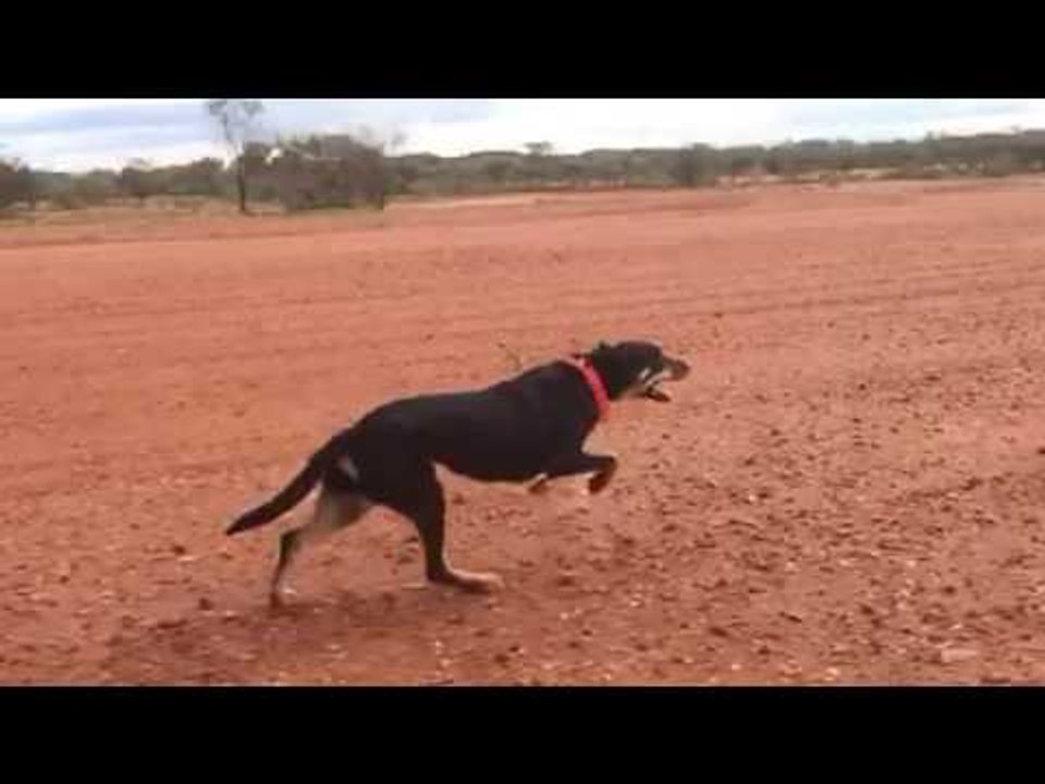 Slow Motion Video of Australian Working Dogs Sprinting