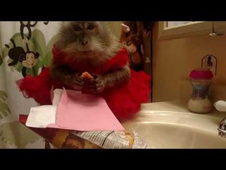 Monkey Helps a Fan Celebrate Her Birthday