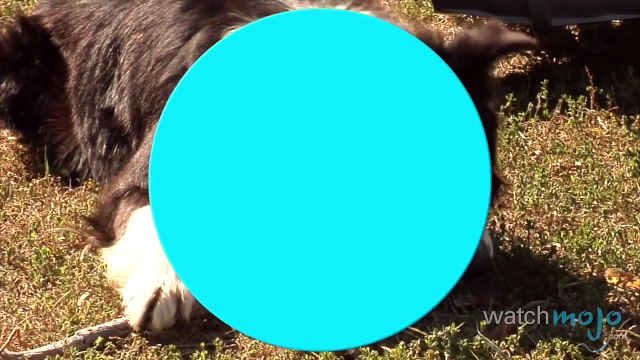 Top 5 Facts About Dogs