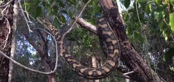 Coastal Carpet Python Proves Not All Snakes Hibernate in Winter