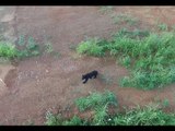 Drone Captures Rare Black Bear Sighting in Corydon, Indiana