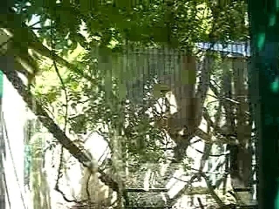 Rencontre avec les singe écureuil !!