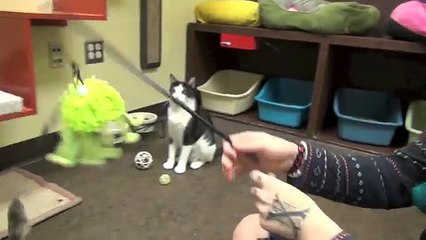 Best Friends With Cats And Dogs!