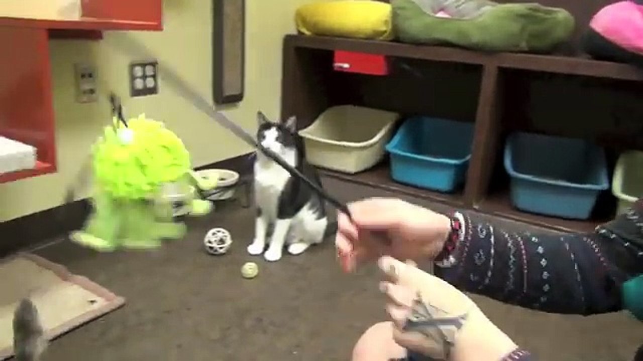Best Friends With Cats And Dogs!