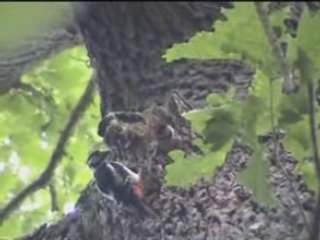 Famille Pic Epeiche au complet