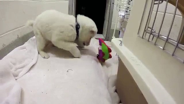 È Stato Salvato Dai Trafficanti Di Carne Canina: Vederlo Giocare Per La Prima Volta è Pura Commozione