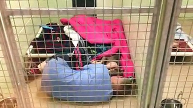 Un Cane Abbandonato è Terrorizzato: L'operatrice Del Rifugio Fa Un Gesto Speciale