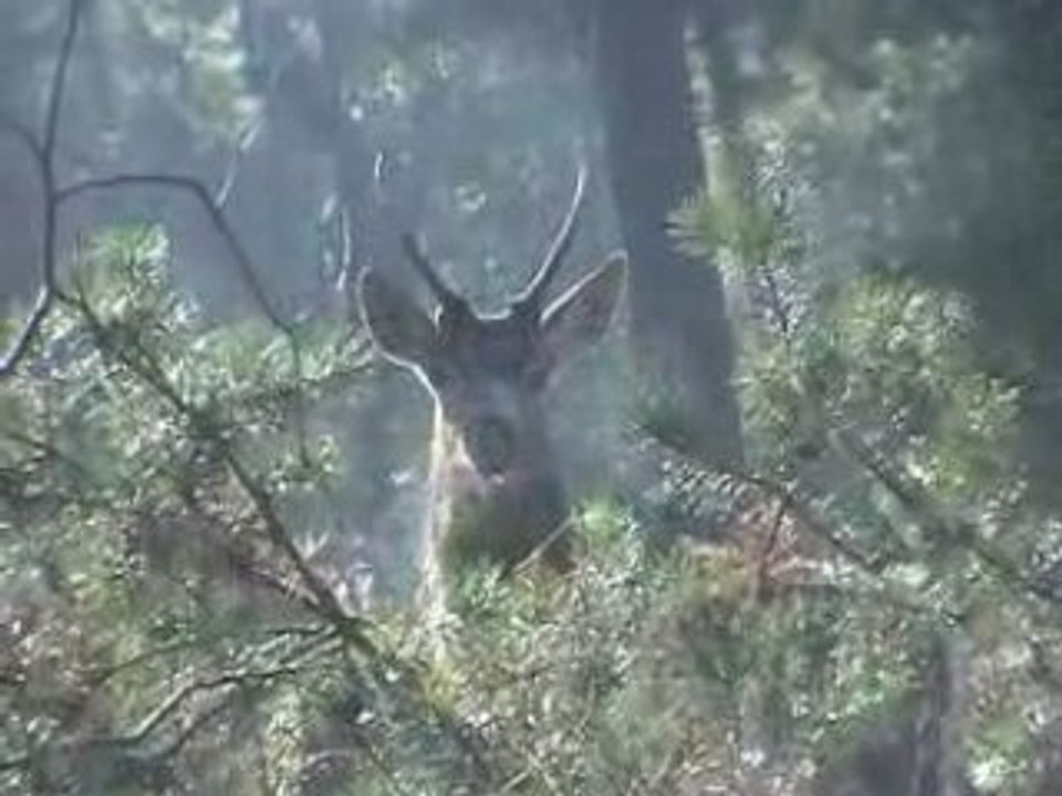 Un jeune cerf