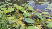 1 juillet 2016 visite de la ville et jardins aquatiques St didier sur chalaronne