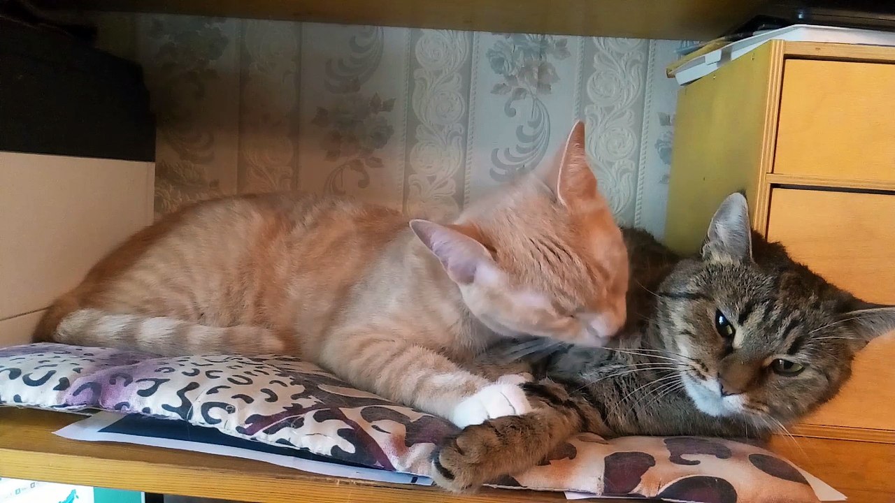 Васька поймал дыхание...