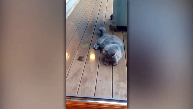 Une souris gratte l'amitié à un chat