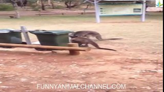 When the Kangaroo gluttons [funny fail videos]