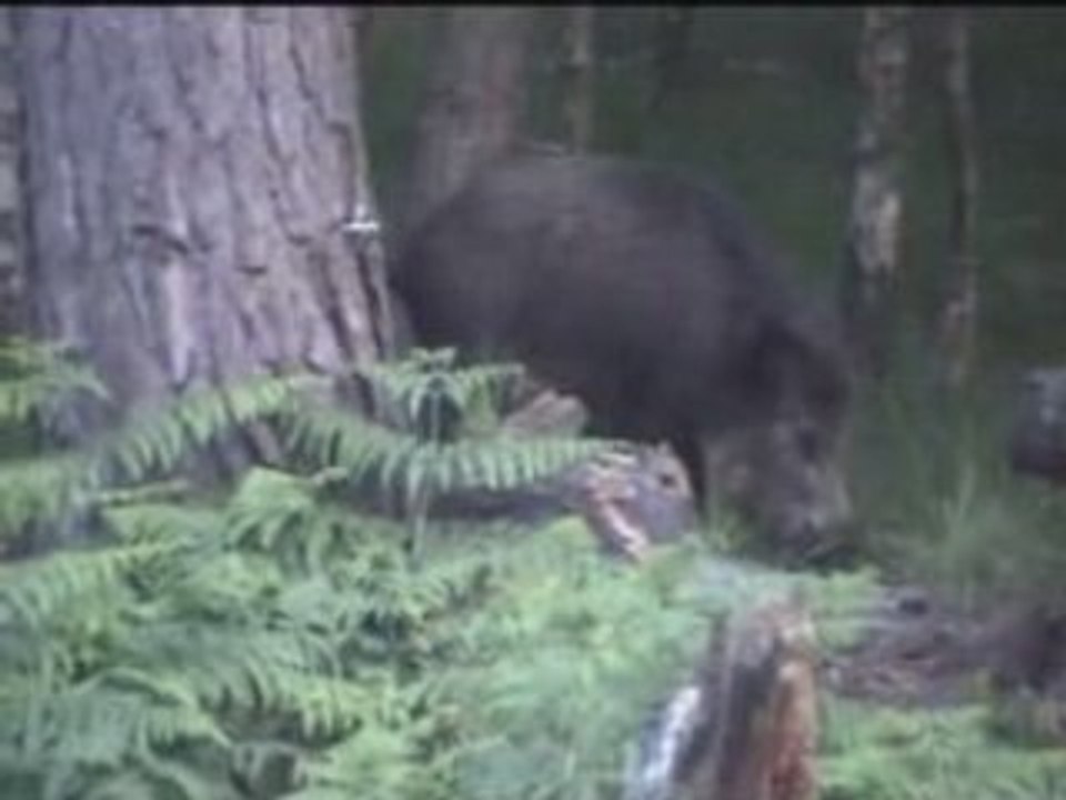 Une laie, des marcassins et une biche