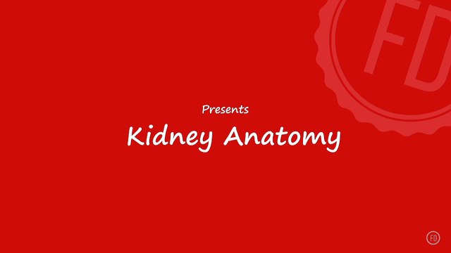 Kidney Anatomy | Medical Education | HD Video | F1 Digitals