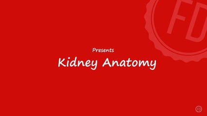 Kidney Anatomy | Medical Education | HD Video | F1 Digitals