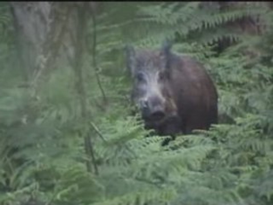 La biche et le sanglier