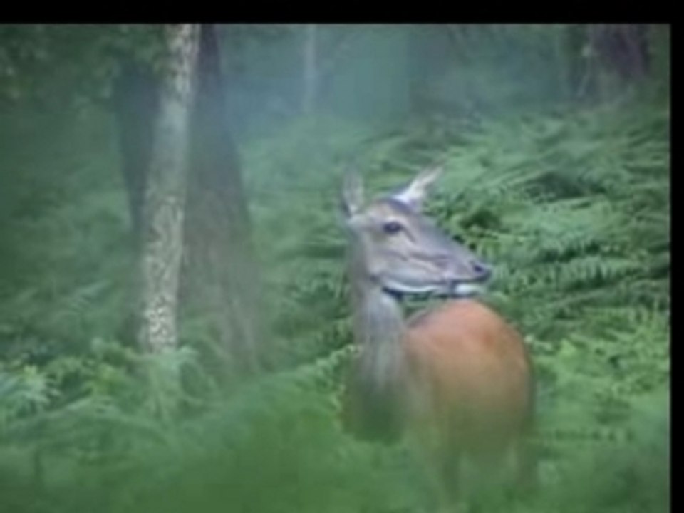 Une biche cool