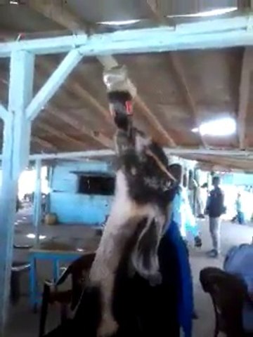 Goat  Drinking 3 Bottles Of Coke
