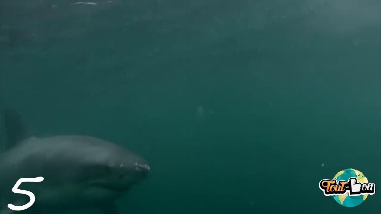 Il ne s'attendait pas à tomber sur un requin en sautant dans la mer !