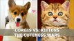 CORGIS VS. KITTENS_ THE CUTENESS WARS