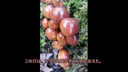 キノコ狩り 群馬県～竹内秀樹（ヤマセミ倶楽部）の山岳記録