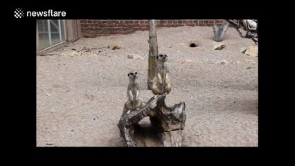 Meerkats looking for shade in the sun
