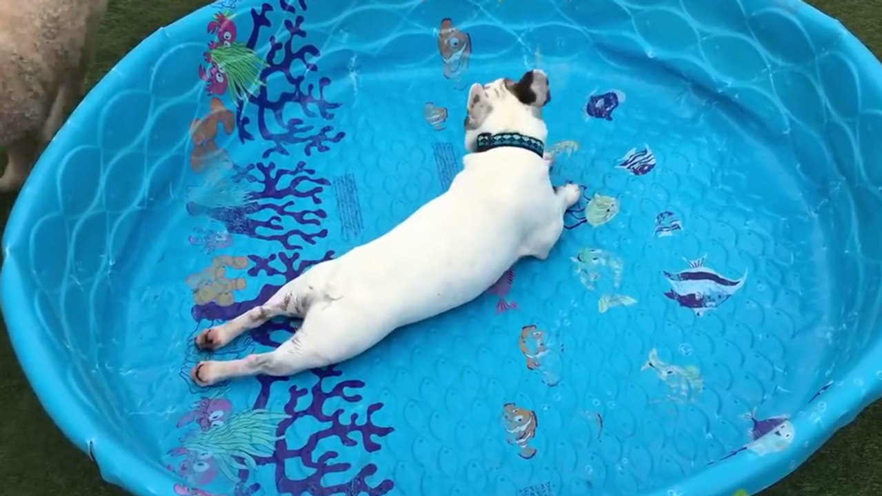 Ce bouledogue français n'a pas besoin d'eau pour nager