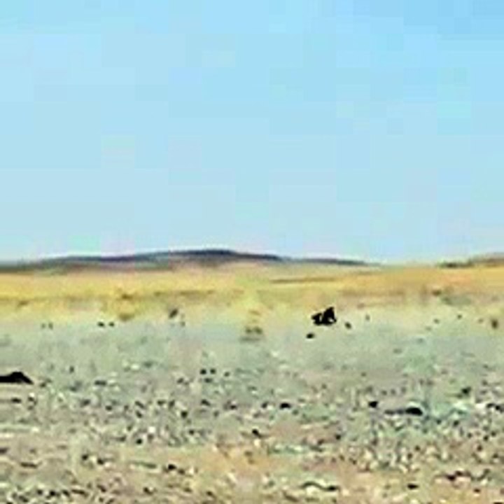 ---ضب-- ماتحمل الحر وراح يدور للظل - اللهم ارحمنا - YouTube