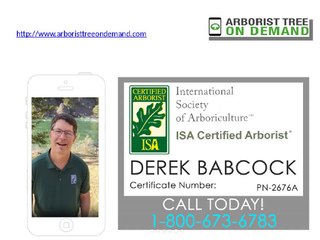 Arborist tree disease treatment & diagnosis in USA