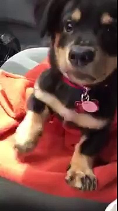 Cette femme interdit à son chiot de monter sur ses genoux en voiture, sa réaction est très drôle !