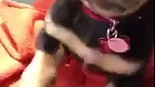Cette femme interdit à son chiot de monter sur ses genoux en voiture, sa réaction est très drôle !