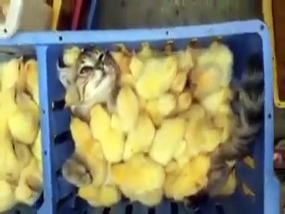 Funny cats