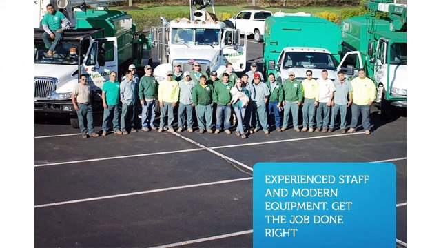 Willow Tree & Landscaping Services In Philadelphia