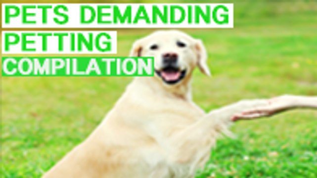 PETS DEMAND PETTING COMPILATION