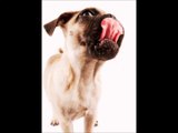 Dog Licking Sound Effect