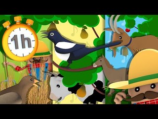 Y'a une Pie dans l'Poirier  - 1h de Comptines TV