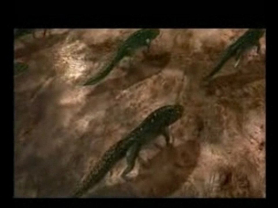 Mother earth verssion orchestra