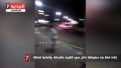 إنقاذ قطة بعد سقوطها داخل عمود كهرباء بالغردقة.. وألمانية تتبناها