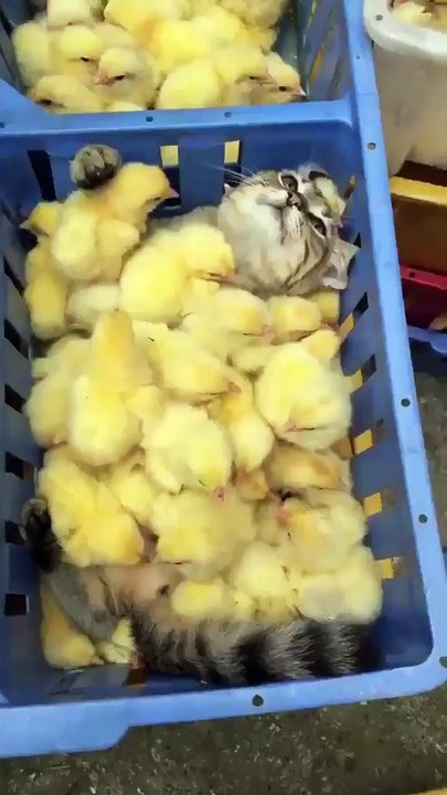 Bain de poussins pour ce chat