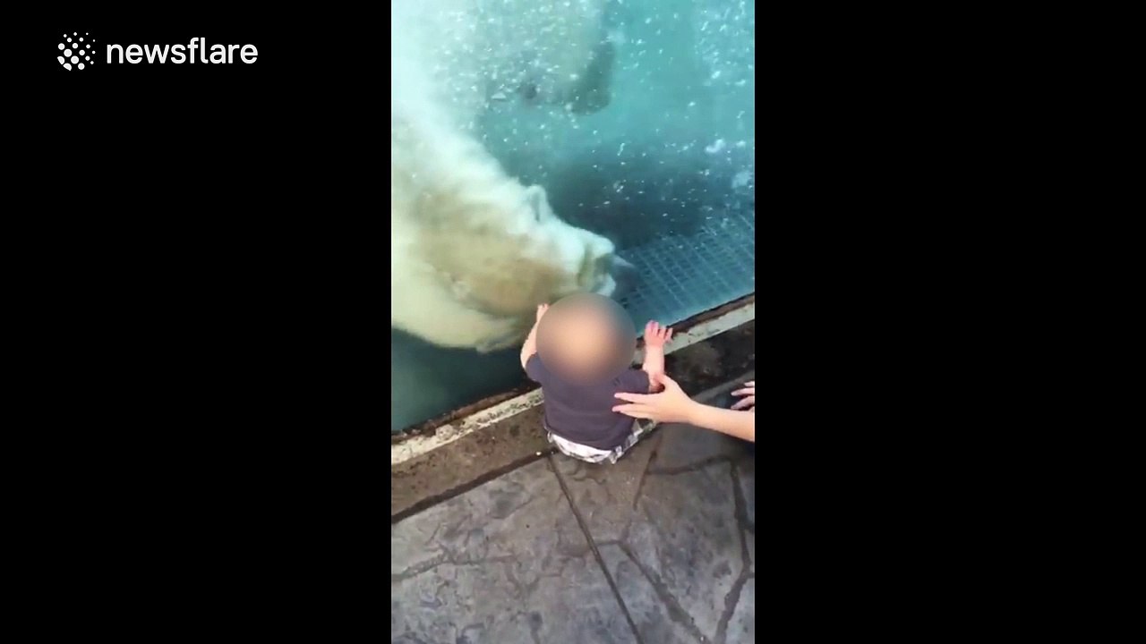 Polar bear 'tries to attack' baby at zoo