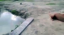 Un chien pense sauver son maître de la noyade.