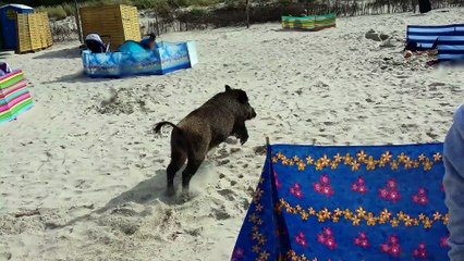 Un sanglier surgit de la mer et blesse plusieurs personnes sur une plage