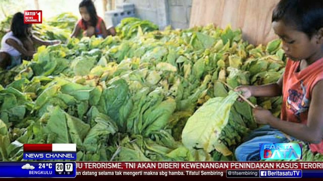 Fakta Data: Buruh Anak di Ladang Tembakau
