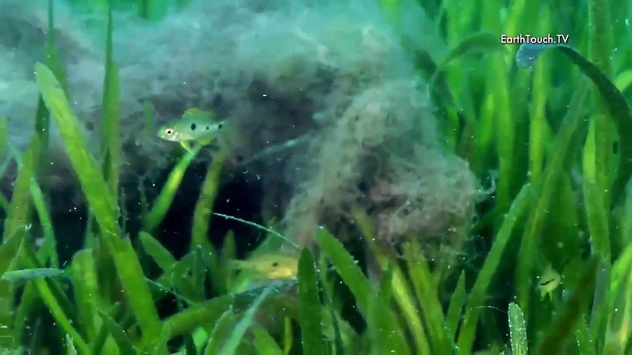 Cichlids of Lake Malawi