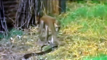 Snake Cobra vs Monkey