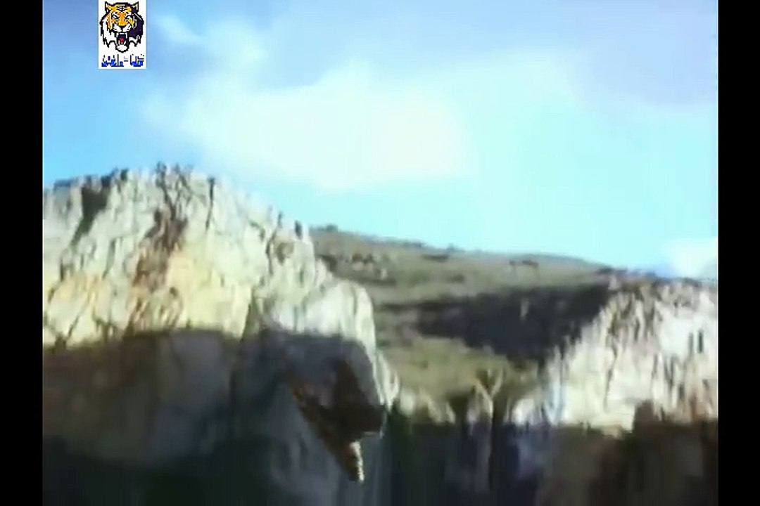 Eagle vs Foxes & Wolve 2016 [ Animal Fighting Championship ]