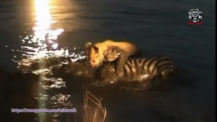 Top 10 Most Amazing Wild Animal Attacks -Lion attack Zebra,Buffalo,Hyena,Hippo