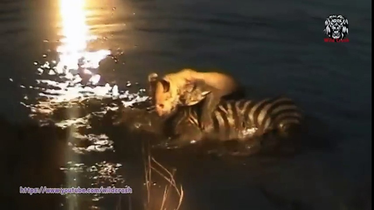 Top 10 Most Amazing Wild Animal Attacks -Lion attack Zebra,Buffalo,Hyena,Hippo