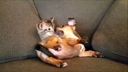 Ce chaton et ce chien s'amusent comme des petits fous